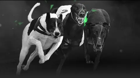 波神24分塔图姆三双表现，绿军客场击败篮网